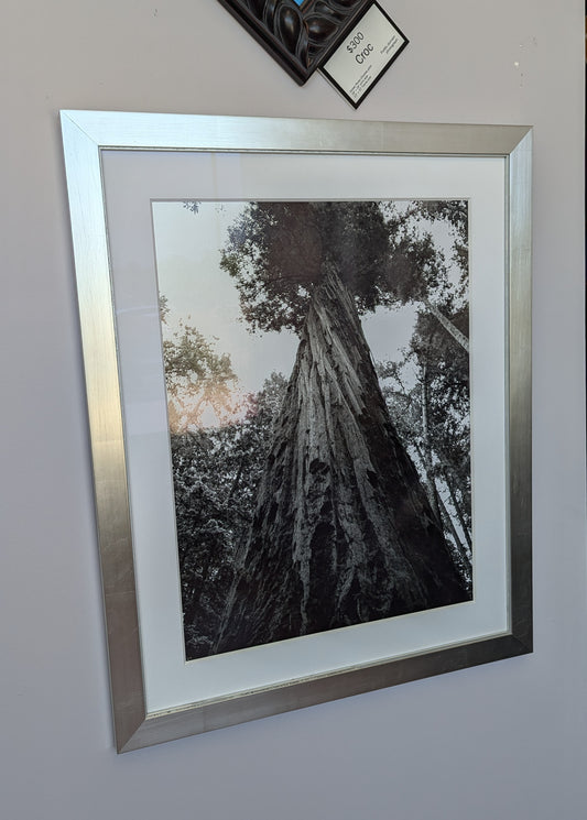 Sequoia Tree framed Photo Chrome print